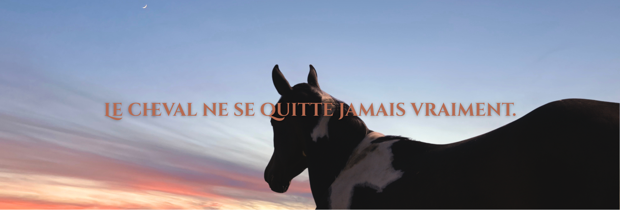 Photo de cheval pie paint horse vu de trois quart arrière, au coucher de soleil, avec une phrase mentionnant "Le cheval ne se quitte jamais vraiment". 